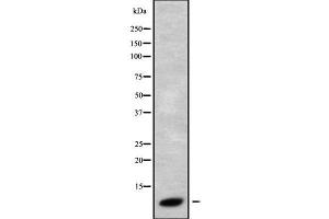 Western blot analysis GNG3 using HT29 whole cell lysates (GNG3 anticorps  (N-Term))