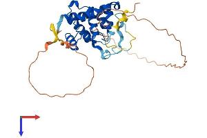 AlphaFold protein structure predicition of Human Recombinant SPDYA Protein, UniprotID Q5MJ70