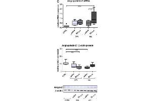 Bβ15-42 favors angiogenesis.