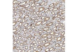 IHC analysis of SEC23IP using anti-SEC23IP antibody (ABIN7601222).