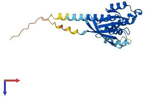 AlphaFold protein structure predicition of Human Recombinant RAB17 Protein, UniprotID Q9H0T7