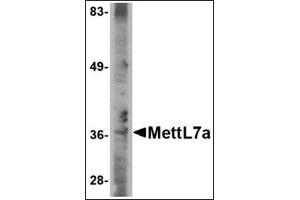 Western blot analysis of MettL7A in A-20 cell lysate with this product at 2 μg/ml. (METTL7A anticorps  (C-Term))