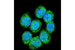 Confocal immunofluorescent analysis of Catenin beta-1 Antibody (C-term) Cat. (CTNNB1 anticorps  (C-Term))