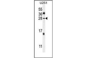 Western blot analysis of GGTLC2 Antibody (Center) in U251 cell line lysates (35ug/lane). (GGTLC2 anticorps  (Middle Region))