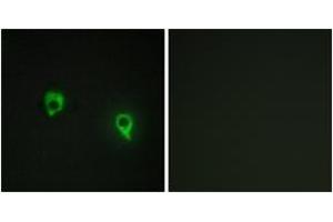 Immunofluorescence analysis of COS7 cells, using AKAP1 Antibody.