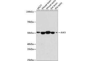 Western blot analysis of extracts of various cell lines, using JNK3 antibody (ABIN7268611) at 1:1000 dilution. (MAPK10 anticorps)