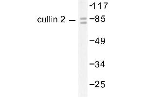 Image no. 1 for anti-Cullin 2 (CUL2) antibody (ABIN265376) (Cullin 2 anticorps)