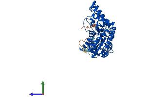 AlphaFold protein structure predicition of Mouse Recombinant Scly Protein, UniprotID Q9JLI6
