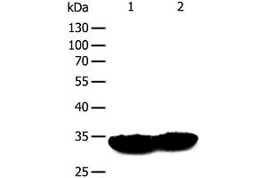 Western Blot analysis of Mouse heart and muscle tissue using TPM1 Polyclonal Antibody at dilution of 1:400 (Tropomyosin anticorps)