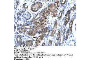 Human kidney (SNAPC2 anticorps  (Middle Region))