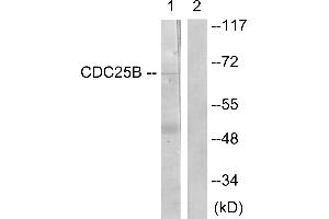 Immunohistochemistry analysis of paraffin-embedded human brain tissue using CDC25B (Ab-353) antibody. (CDC25B anticorps  (Ser353))