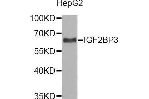 Western blot analysis of extracts of HepG2 cell line, using IGF2BP3 antibody. (IGF2BP3 anticorps  (AA 300-579))