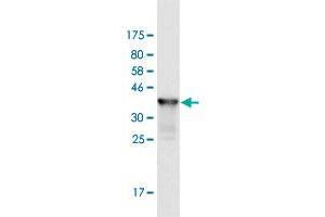 Western Blot detection against Immunogen (36.