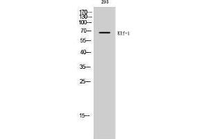 Western Blotting (WB) image for anti-Elongation Factor 1 Homolog (ELOF1) (C-Term) antibody (ABIN3184454)