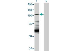 Western Blot analysis of HK1 expression in transfected 293T cell line by HK1 MaxPab polyclonal antibody.