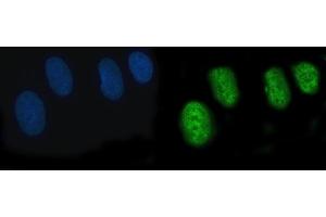 IF analysis of POGLUT3 using anti-POGLUT3 antibody (ABIN7825696). (POGLUT3 (AA 48-499) anticorps)