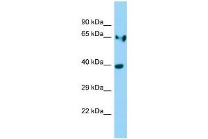WB Suggested Anti-Ldha Antibody Titration: 1. (Lactate Dehydrogenase A anticorps  (Middle Region))