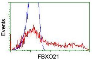 Image no. 11 for anti-F-Box Protein 21 (FBXO21) antibody (ABIN1498231) (FBXO21 anticorps)
