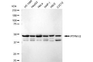 Western blotting analysis using PTPN1/2 antibody (ABIN7800964). (Recombinant PTPN1/PTPN2 anticorps)