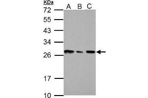 WB Image HMGB1 antibody detects HMGB1 protein by Western blot analysis. (HMGB1 anticorps)
