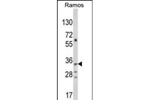 Western blot analysis of C10orf27 Antibody (C-term) (ABIN652633 and ABIN2842423) in Ramos cell line lysates (35 μg/lane). (C10orf27 anticorps  (C-Term))