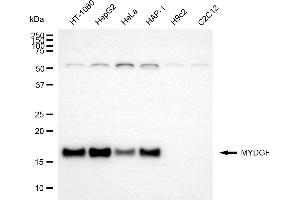 Western blotting analysis using MYDGF antibody (ABIN7798368).