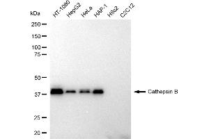 Western blotting analysis using Cathepsin B antibody (ABIN7797937). (Recombinant Cathepsin B anticorps)