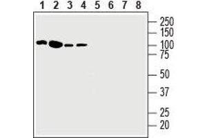 Western blot analysis of human Jurkat T-cell leukemia cell line lysate (lanes 1 and 5), human K562 chronic myelogenous leukemia cell line lysate (lanes 2 and 6), human Malme-3M melanoma cell line lysate (lanes 3 and 7) and human HT-29 colorectal adenocarcinoma cell line lysate (lanes 4 and 8): - 1-4. (EPH Receptor A3 anticorps  (Extracellular, N-Term))