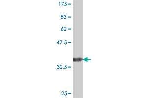 Western Blot detection against Immunogen (36.