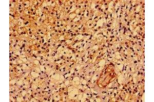 Immunohistochemistry of paraffin-embedded human adrenal gland tissue using ABIN7142932 at dilution of 1:100 (ASPM anticorps  (AA 101-234))