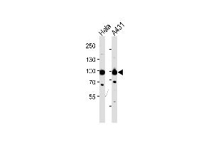 Western blot analysis of lysates from Hela,A431 cell line (from left to right),using HSP90B Antibody (Ab-254) (ABIN482813 and ABIN1532199). (HSP90AB1 anticorps)