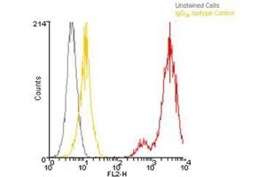 Flow cytometry analysis, intracellular stained, of 106 Jurkat cells using LRRC32, mAb (Plato-1) (PE conjugate) at a concentration of 10μg/ml. (LRRC32 anticorps  (AA 20-627) (PE))