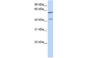 Western Blotting (WB) image for anti-Polymerase (DNA-Directed), delta Interacting Protein 3 (POLDIP3) antibody (ABIN2458549) (POLDIP3 anticorps)