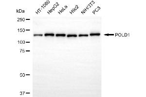 Western blotting analysis using POLD1 antibody (ABIN7799876).