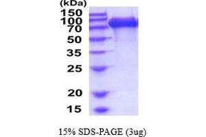 SDS-PAGE (SDS) image for Interleukin 6 Signal Transducer (Gp130, Oncostatin M Receptor) (IL6ST) (AA 23-619) protein (His tag) (ABIN6387728)