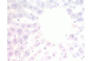 Mouse liver tissue was stained by pre-immuno serum (Adiponectin Receptor 2 anticorps  (AA 374-386))