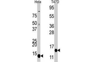 Western blot analysis of FAU polyclonal antibody  in Hela and T-47D cell line lysates. (FAU anticorps  (C-Term))