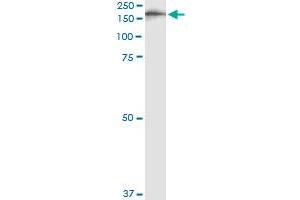 Immunoprecipitation of IQGAP3 transfected lysate using anti-IQGAP3 monoclonal antibody and Protein A Magnetic Bead , and immunoblotted with IQGAP3 MaxPab rabbit polyclonal antibody. (IQGAP3 anticorps  (AA 602-698))