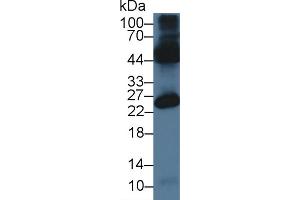 Western Blot; Sample: Mouse Testis lysate; Primary Ab: 3µg/ml Rabbit Anti-Mouse OCEL1 Antibody Second Ab: 0. (OCEL1 anticorps  (AA 1-86))