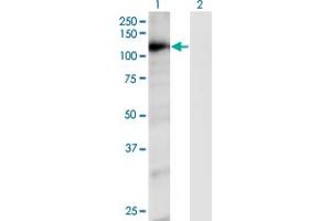 Western Blot analysis of RAPGEF4 expression in transfected 293T cell line by RAPGEF4 monoclonal antibody (M01), clone 1C11. (RAPGEF4 anticorps  (AA 1-110))