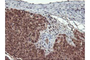 Image no. 2 for anti-Leucine Carboxyl Methyltransferase 1 (LCMT1) antibody (ABIN1499109)