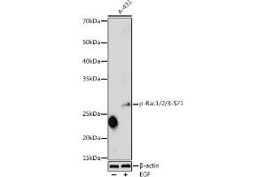 Western blot analysis of extracts of A-431 cells, using Phospho-Rac1/2/3-S71 antibody (ABIN3019547, ABIN3019548, ABIN3019549 and ABIN6225461) at 1:1000 dilution. (RAC1 anticorps  (pSer71))