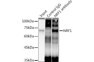 Immunoprecipitation analysis of 300 μg extracts of HeLa cells using 3 μg NRF1 antibody (ABIN7269022). (NRF1 anticorps)