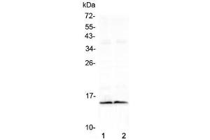 Western blot testing of two lots of mouse heart lysate with FABP3 antibody at 0. (FABP3 anticorps  (AA 2-133))