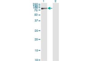 Western Blot analysis of FBLN1 expression in transfected 293T cell line by FBLN1 monoclonal antibody (M01), clone 4C9.