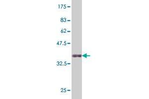 Western Blot detection against Immunogen (36. (HNF4A anticorps  (AA 324-423))