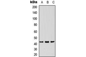 Western blot analysis of PDHA1 expression in HepG2 (A), HUVEC (B), HeLa (C) whole cell lysates. (PDHA1 anticorps  (C-Term))