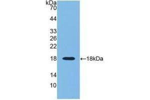 Detection of Recombinant RNASE3, Human using Monoclonal Antibody to Ribonuclease A3 (RNASE3)