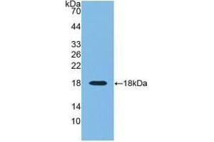 Detection of Recombinant RNASE3, Human using Monoclonal Antibody to Ribonuclease A3 (RNASE3) (RNASE3 anticorps  (AA 30-154))