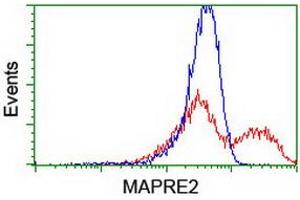 HEK293T cells transfected with either RC200259 overexpress plasmid (Red) or empty vector control plasmid (Blue) were immunostained by anti-MAPRE2 antibody (ABIN2454552), and then analyzed by flow cytometry. (MAPRE2 anticorps)